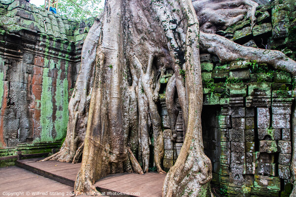 Ta Prohm the tomb raider temple in Angkor Cambodia Asia	 Picture Board by Wilfried Strang