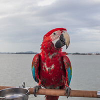 Buy canvas prints of A red colored Parrot at the beach by Wilfried Strang