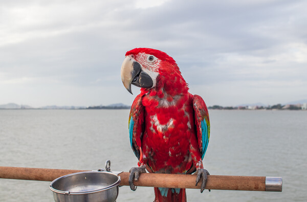 A red colored Parrot at the beach Picture Board by Wilfried Strang
