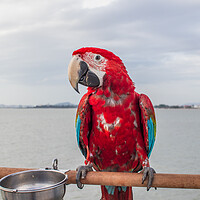 Buy canvas prints of A red colored Parrot at the beach by Wilfried Strang
