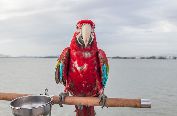 A red colored Parrot at the beach Picture Board by Wilfried Strang