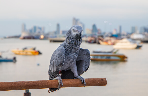 a Gray Parrot at the Pier Bali Hai in Pattaya Thailand Asia Picture Board by Wilfried Strang