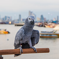 Buy canvas prints of a Gray Parrot at the Pier Bali Hai in Pattaya Thailand Asia by Wilfried Strang