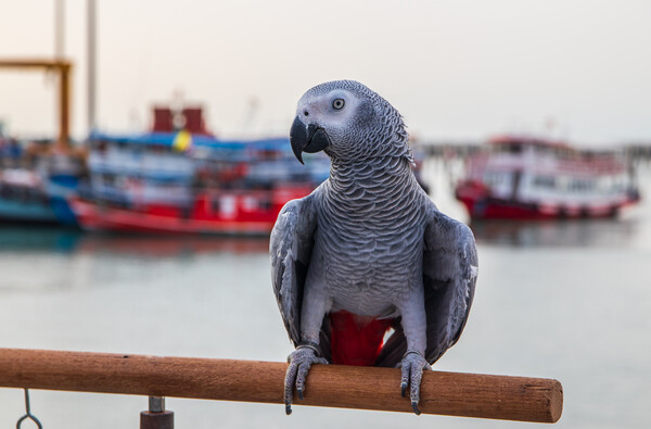 a Gray Parrot at the Pier Bali Hai in Pattaya Thailand Asia Picture Board by Wilfried Strang