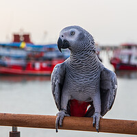 Buy canvas prints of a Gray Parrot at the Pier Bali Hai in Pattaya Thailand Asia by Wilfried Strang