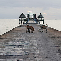 Buy canvas prints of street dogs on the bridge, which leads to the never finished and abandoned Thai temple right on the Gulf in Thailand in the province of Chonburi by Wilfried Strang