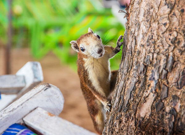 a Thai squirrel at the beach of Jomtien District Chonburi Thailand Picture Board by Wilfried Strang