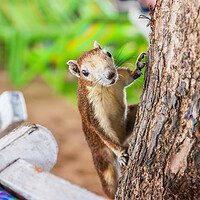 Buy canvas prints of a Thai squirrel at the beach of Jomtien District Chonburi Thailand by Wilfried Strang