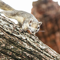 Buy canvas prints of A Thai Squirrel at a Temple in Ayutthaya Thailand Asia by Wilfried Strang