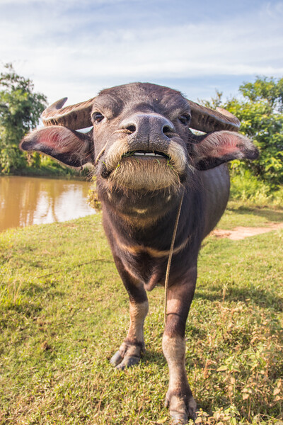 Water Buffalo in Sisaket  Thailand Southeast Asia Picture Board by Wilfried Strang