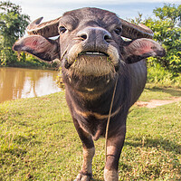 Buy canvas prints of Water Buffalo in Sisaket  Thailand Southeast Asia by Wilfried Strang