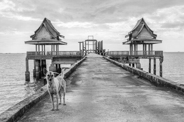 A  street dog at a pier leading to an unfinished temple Picture Board by Wilfried Strang