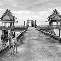 Buy canvas prints of A  street dog at a pier leading to an unfinished temple by Wilfried Strang