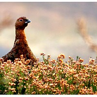 Buy canvas prints of Red Grouse In The Heather by BARBARA RAW