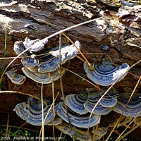 Buy canvas prints of Dinner Plate Fungi by BARBARA RAW