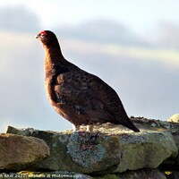 Buy canvas prints of Red Grouse by BARBARA RAW