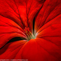 Buy canvas prints of Beautiful Red Macro Flower. by Maggie Bajada