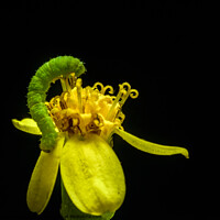 Buy canvas prints of Lovely Green Caterpillar on yellow flower black ba by Maggie Bajada
