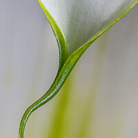 Buy canvas prints of Beautiful Minimilist flower of Calla Lily. by Maggie Bajada