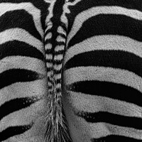 Buy canvas prints of Monochrome of Zebra backside  by Maggie Bajada