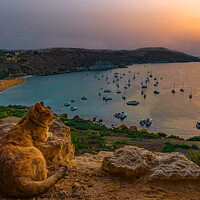 Buy canvas prints of Cat watching the sunset over Ramla Bay, Gozo, Malta. by Maggie Bajada