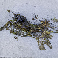 Buy canvas prints of Seaweed on White Sand by Maggie Bajada