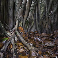 Buy canvas prints of Wondering Roots on Trees with Brown leaves. by Maggie Bajada