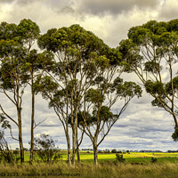 Buy canvas prints of Australian Gum trees in the Outback Countryside. by Maggie Bajada