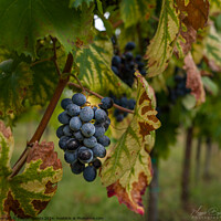 Buy canvas prints of Black Grapes on Vine Branch Leaves. by Maggie Bajada
