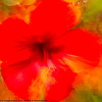 Buy canvas prints of Red Hibiscus flower, Movement of Camera (ICM) by Maggie Bajada