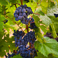 Buy canvas prints of Black Grapes with Vineyard.  by Maggie Bajada