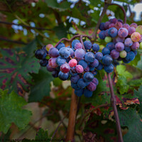 Buy canvas prints of Grapes with Vineyard. by Maggie Bajada