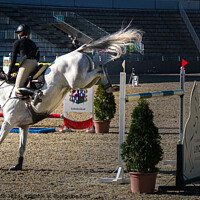Buy canvas prints of Equestrian White Horse Jumping. by Maggie Bajada