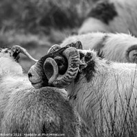 Buy canvas prints of Welsh Mountain Sheep by Gerwyn Roberts
