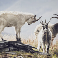 Buy canvas prints of A goat standing on top of a grass covered field by Gerwyn Roberts