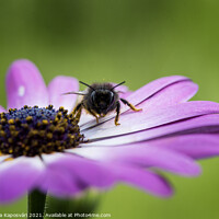 Buy canvas prints of Bee on the flower closeup  by Krisztina Kaposvári
