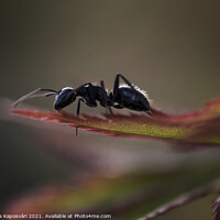 Buy canvas prints of Ant on the leaves macro  by Krisztina Kaposvári