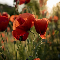 Buy canvas prints of Red Poppies in the sunset by Krisztina Kaposvári