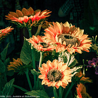 Buy canvas prints of Sunflowers by Ian Miller