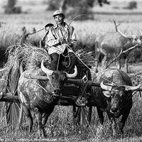 Buy canvas prints of Man driving an Ox Cart in Cambodia by Ian Miller