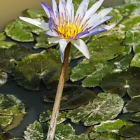 Buy canvas prints of Water Lilly flowering by Ian Miller