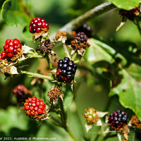 Buy canvas prints of Blackberries by Ian Miller