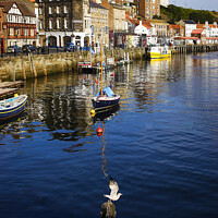 Buy canvas prints of Whitby Harbour with a Gull by Ian Miller