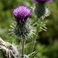 Buy canvas prints of Thistle by Ian Miller