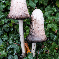Buy canvas prints of Fungus Inkcap by Ian Miller