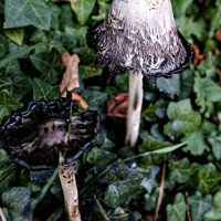 Buy canvas prints of Inkcaps by Ian Miller