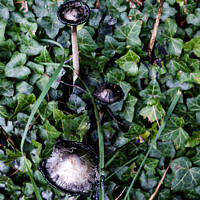 Buy canvas prints of Plant leaves. Inkcap by Ian Miller