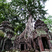 Buy canvas prints of Massive Tree at Angkor, Cambodia by Ian Miller