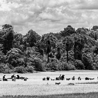 Buy canvas prints of Sky cloud and Rice Farmers, Cambodia by Ian Miller
