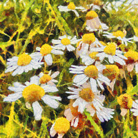 Buy canvas prints of Daisy Daisy by Ian Miller